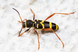 Attēlu rezultāti vaicājumam “Clytus arietis”