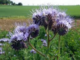 Attēlu rezultāti vaicājumam “Phacelia tanacetifolia flower”