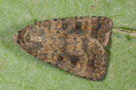 Attēlu rezultāti vaicājumam “Caradrina morpheus”