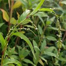 Attēlu rezultāti vaicājumam “Persicaria hydropiper”