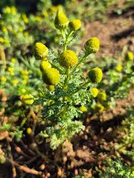 Attēlu rezultāti vaicājumam “Matricaria discoidea flower”