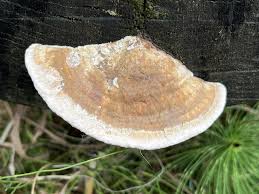 Attēlu rezultāti vaicājumam “Daedalea quercina”