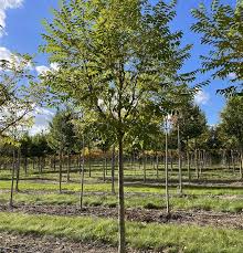 Attēlu rezultāti vaicājumam “Phellodendron amurense”