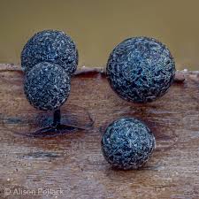 Attēlu rezultāti vaicājumam “Lamproderma columbinum spores”