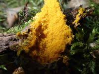 Attēlu rezultāti vaicājumam “Oligonema affine”