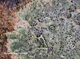 Attēlu rezultāti vaicājumam “Verrucaria hydrela”