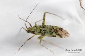 Attēlu rezultāti vaicājumam “Phytocoris tiliae”