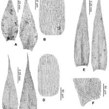 Attēlu rezultāti vaicājumam “Rhynchostegiella tenella macro”
