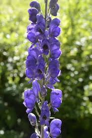 Attēlu rezultāti vaicājumam “Aconitum napellus bud”