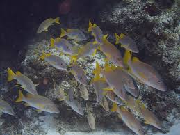 Image result for Lutjanus apodus