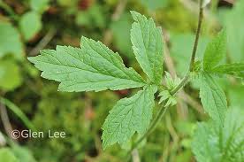 Attēlu rezultāti vaicājumam “Galium rivale leaf”