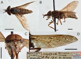 Attēlu rezultāti vaicājumam “Haematopota sp.”