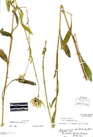 Attēlu rezultāti vaicājumam “Rudbeckia hirta var. hirta”