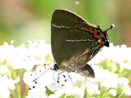 Attēlu rezultāti vaicājumam “Satyrium w-album underside”