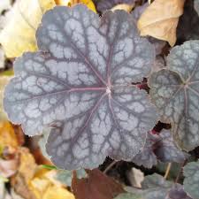 Image result for Heuchera `Swirling Fantasy`
