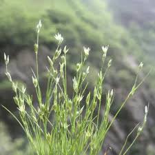 Attēlu rezultāti vaicājumam “Juncus bufonius bud”