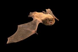 Attēlu rezultāti vaicājumam “Pipistrellus nathusii”