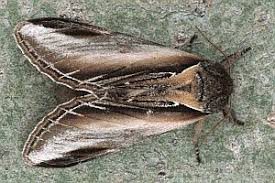 Attēlu rezultāti vaicājumam “Pheosia tremula”