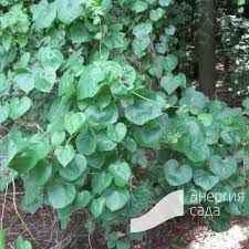 Attēlu rezultāti vaicājumam “Menispermum dauricum”