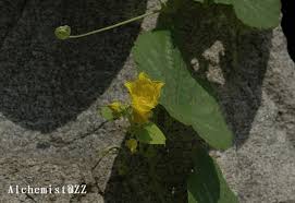 Attēlu rezultāti vaicājumam “Thladiantha dubia flower”