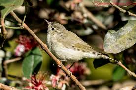 Attēlu rezultāti vaicājumam “Phylloscopus trochiloides”