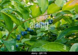 Attēlu rezultāti vaicājumam “Polygonatum multiflorum  fruit”
