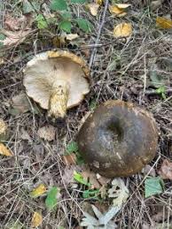 Attēlu rezultāti vaicājumam “Lactarius necator”