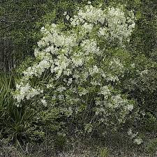 Attēlu rezultāti vaicājumam “Chionanthus virginicus flower”