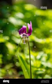 Attēlu rezultāti vaicājumam “Erythronium sibiricum flower”