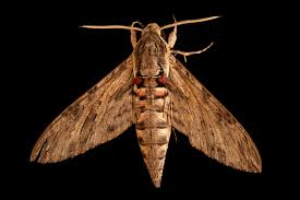 Attēlu rezultāti vaicājumam “Agrius convolvuli”