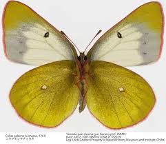 Attēlu rezultāti vaicājumam “Colias palaeno male”