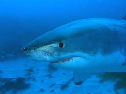 Image result for Carcharodon carcharias