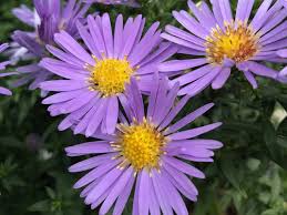 Image result for Aster