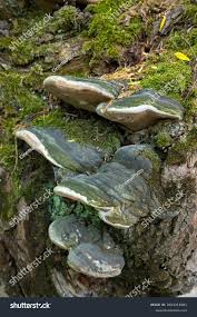 Attēlu rezultāti vaicājumam “Phellinus alni”