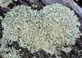 Attēlu rezultāti vaicājumam “Parmeliopsis ambigua”