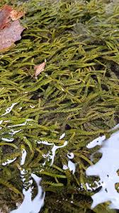 Attēlu rezultāti vaicājumam “Fontinalis antipyretica”