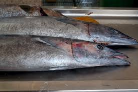 Image result for Acanthocybium solandri