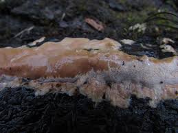 Attēlu rezultāti vaicājumam “Antrodia mellita”