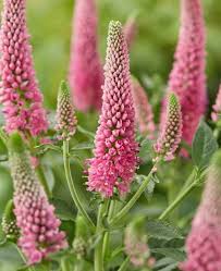 Attēlu rezultāti vaicājumam “Veronica longifolia fruit”