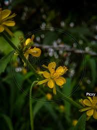 Attēlu rezultāti vaicājumam “Agrimonia pilosa flower”