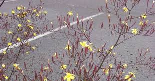 Attēlu rezultāti vaicājumam “Mycelis muralis bud”