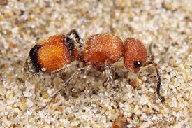 Attēlu rezultāti vaicājumam “Badhamia nitens sessile”