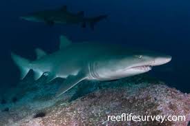 Image result for Carcharias