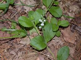 Image result for Veronica officinalis