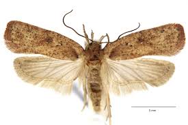 Attēlu rezultāti vaicājumam “Agonopterix heracliana”
