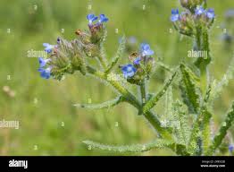 Attēlu rezultāti vaicājumam “Anchusa arvensis flower”
