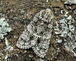 Attēlu rezultāti vaicājumam “Acronicta rumicis”