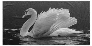 Image result for Cygnus olor