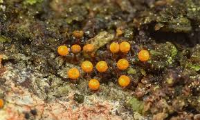 Attēlu rezultāti vaicājumam “Physarum penetrale”