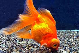 Image result for 出目金